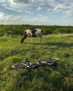 单车倒卧草地旁奶牛悠然吃草