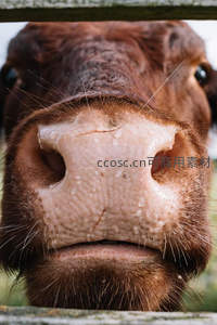 牛鼻特写，湿润纹理清晰可见