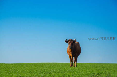 孤牛立于绿野，蓝天如洗