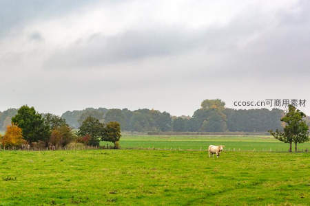秋日牧场，白牛悠然漫步