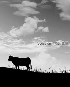 剪影牛立山巅，云海苍茫