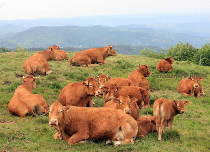 高山草甸牛群休憩，远山如黛景致悠然