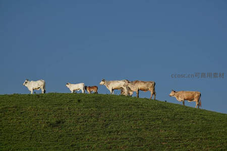 绿野牧歌：牛群悠然立于青翠山丘之上