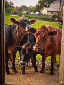 好奇探头：三头小牛挤在门框里张望