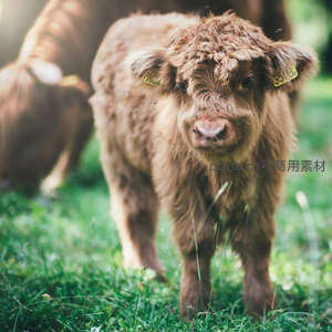 毛茸茸的萌宝：高地小牛草地漫步