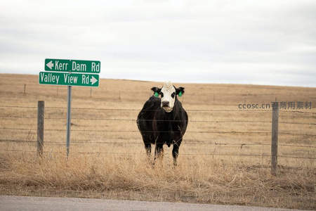 路牌下的黑牛好奇张望镜头