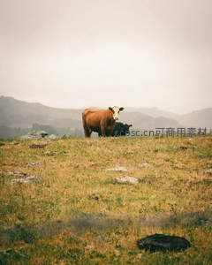 雾中牧场母牛与幼崽静立