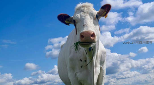 蓝天白云下嚼草的奶牛