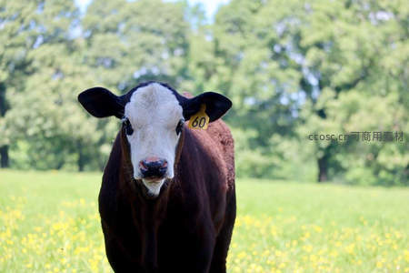 绿野黄花中棕色小牛好奇张望