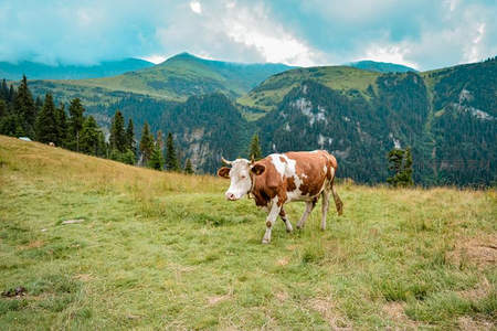 山巅奶牛漫步，苍翠峰峦作背景