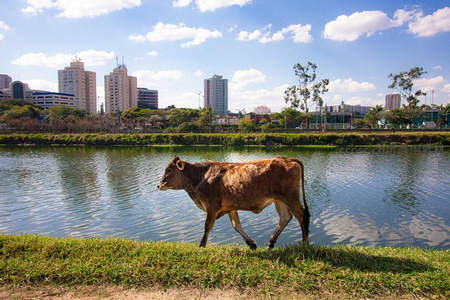 城市河畔漫步的黄牛