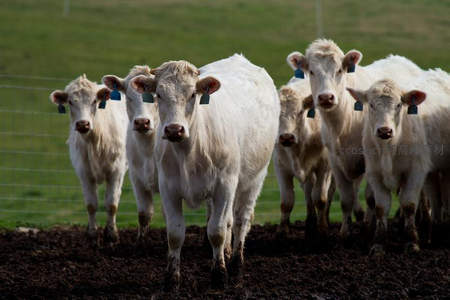 一群白牛整齐走向镜头