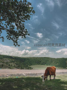 山谷下吃草的红牛
