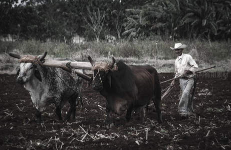 农夫驾牛犁田黑白影像