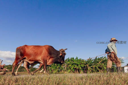 农夫牵牛耕作于晴空下的田野