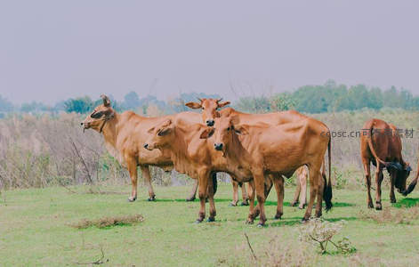 草原上的牛群悠然自得