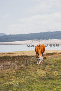 湖畔孤牛低头觅食