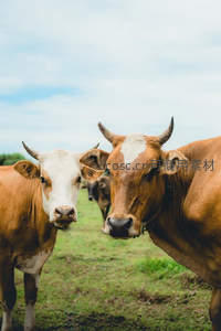 两头牛对视镜头特写