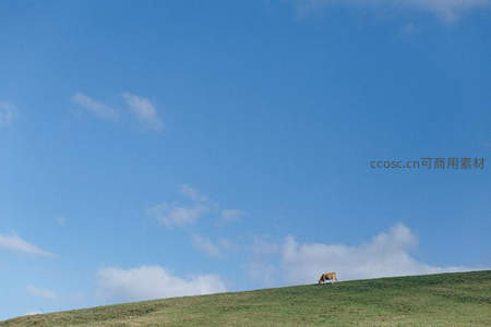 蓝天下的孤独牛影，草原尽头的宁静