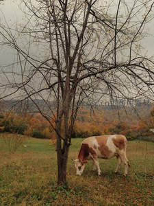 秋日树下斑点牛，落叶满地思乡情