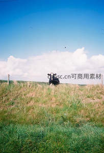 黑牛凝视镜头，风中草浪如诗如画