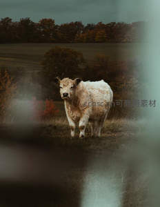 秋野中的白色公牛，透过朦胧窥见自然
