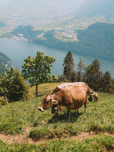 阿尔卑斯山麓奶牛悠然吃草俯瞰湖光山色