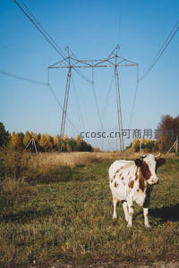 斑点奶牛站在田野中高压电塔耸立背景