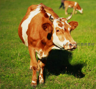 阳光下棕白相间奶牛的优雅侧影