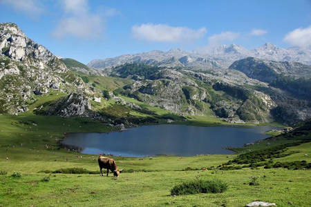 高山湖泊旁的牧牛风景
