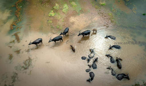 航拍视角下水牛群戏水于泥泞河滩