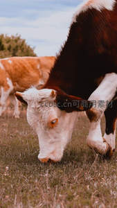 特写牛眸温柔，低头细嚼青草时光