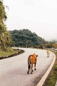 两头牛漫步山路，蜿蜒公路穿林而过