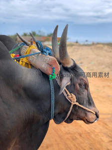 水牛特写：绳索与角的细节之美