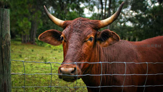 红牛探头铁丝网外凝视镜头