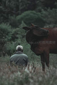 老人与牛在草丛中静谧相伴