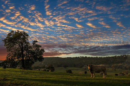 朝霞满天下的草原牛群剪影