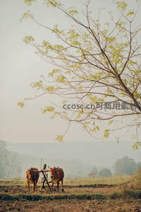农夫牵牛耕地晨雾弥漫田野