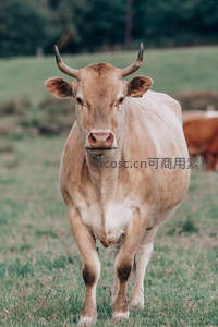 牧场中直视镜头的棕牛