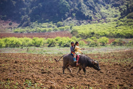 孩童骑水牛穿行于春耕田野间