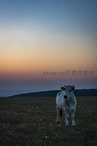 暮色草原上孤独伫立的白牛