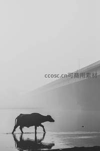 雾中水牛剪影走过河面倒影