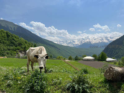 雪山脚下白牛驻足，绿野村庄如画