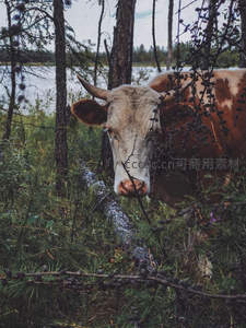 林间探头的斑点牛好奇张望