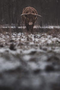 雪地中的高地牛凝视镜头