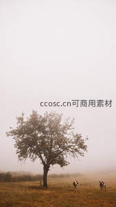 雾中孤树与双牛的田园诗