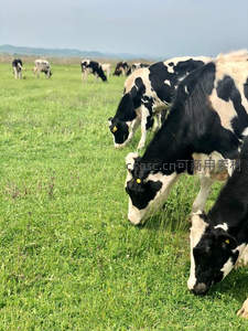 黑白花牛群聚绿茵，低头细嚼青草香