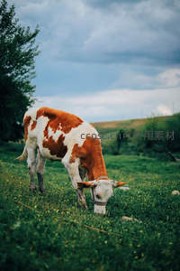 红白花牛俯首食草，树影婆娑云层厚