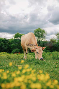 黄花丛中牛儿低头啃青草