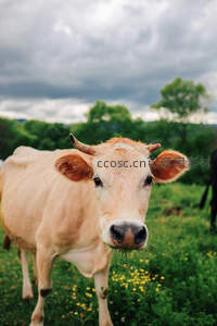 牧场牛儿直面镜头显温顺